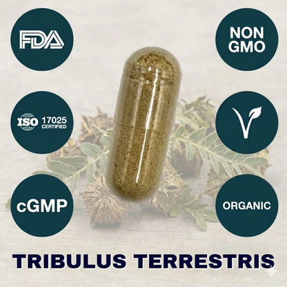 Tribulus Terrestris supplement capsule for male vitality